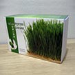 Wheatgrass Powder